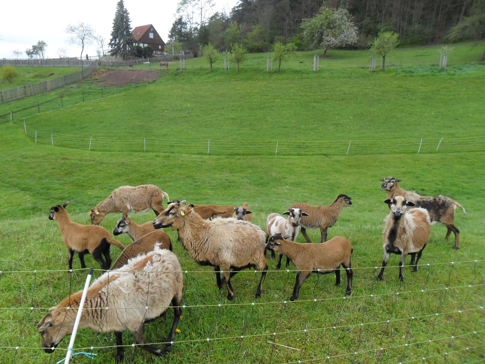Schafe und Ziegen auf einer eingezäunten Weide am Ortsrand von Bechstedt